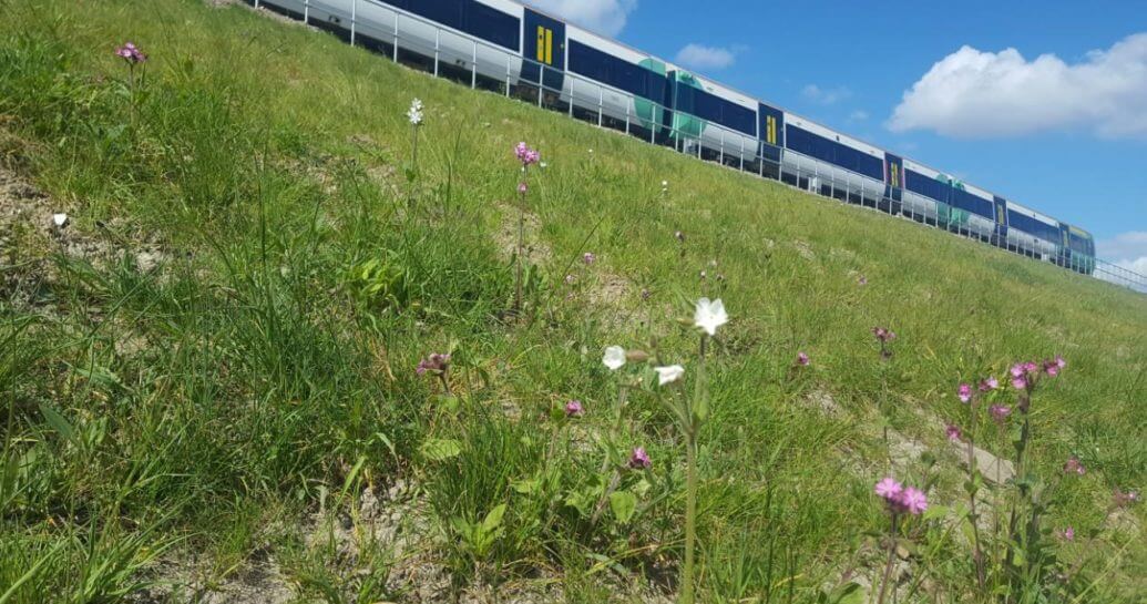 A grassy bank beside the railway on a sunny day, train in background, flowers in foreground