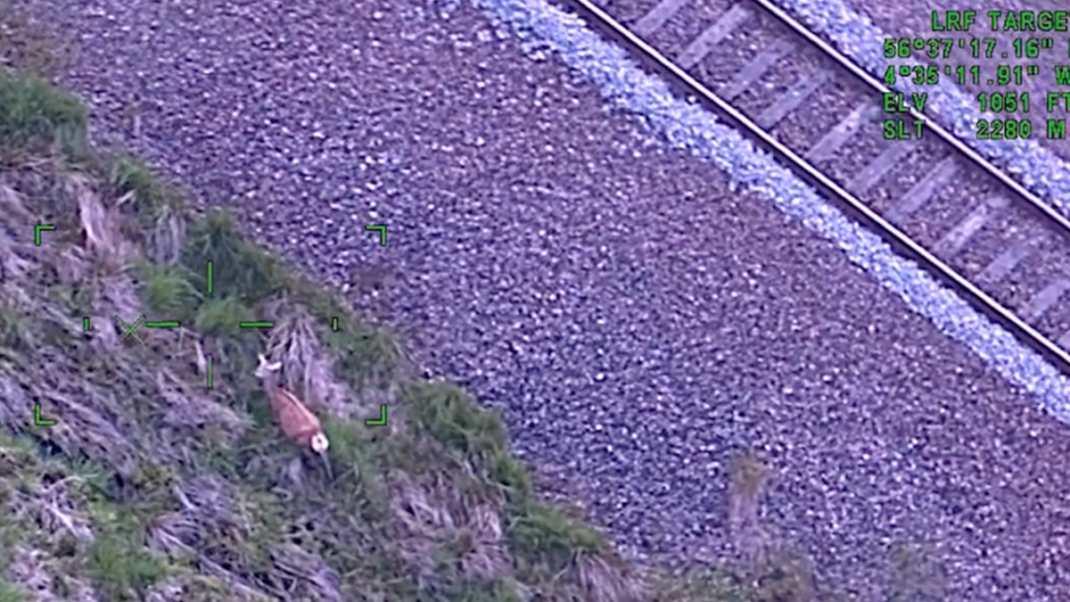 Deer-oh-deer: trespassing on our railway