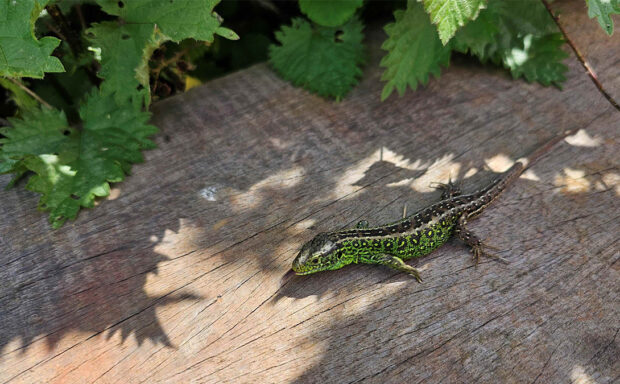 Protecting lizards and snakes on the railway