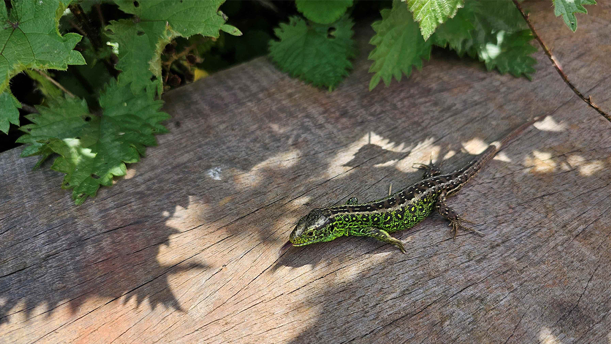 Protecting lizards and snakes on the railway